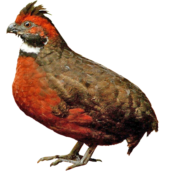  Wood Quail Breeds